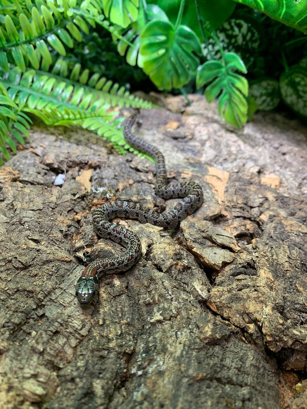 Thumbnail: Granite San Louis Potosi Mountain King Snake
