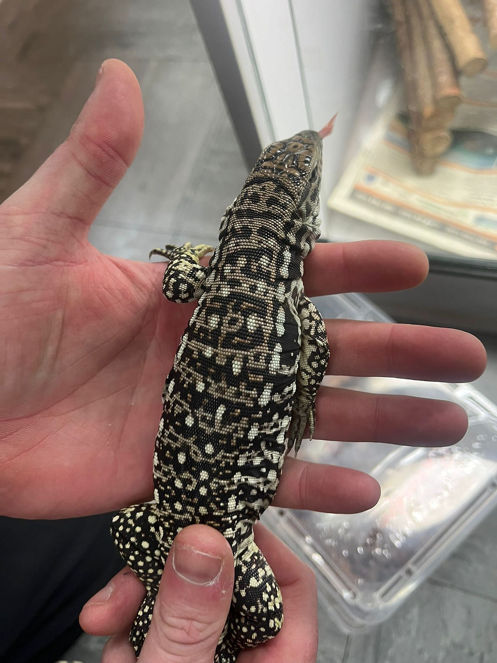 Thumbnail: Black and White x Red Tegu (Fee Shipping overe £750)