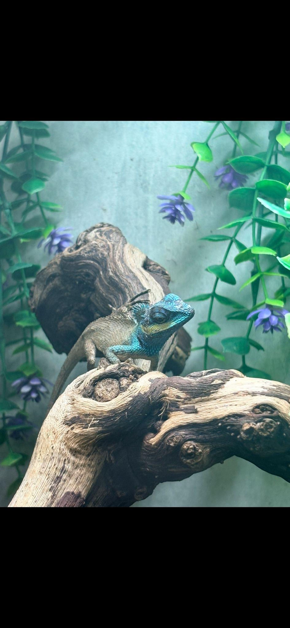 Thumbnail: Vietnamese Blue Crested Lizard (Calotes Bachae)