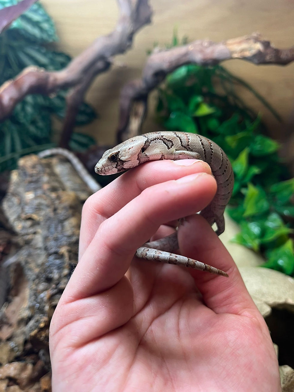 Thumbnail: Pink Tongue Skinks