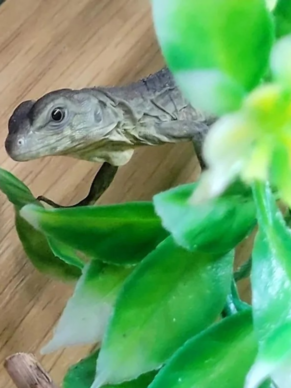 Thumbnail: Guatamalan Spiny Tailed Iguana