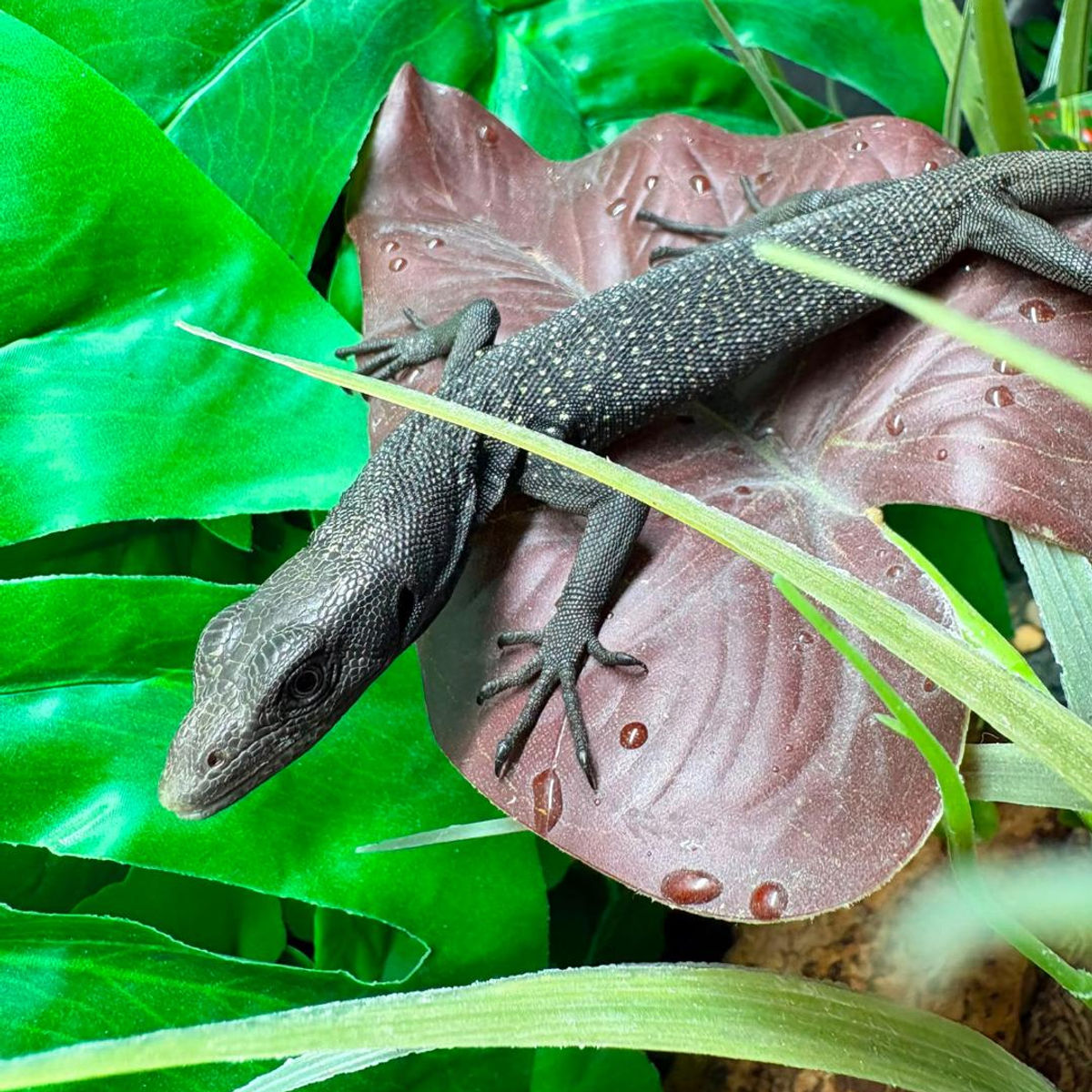 Black Tree Monitor (Varanus Beccarii)
