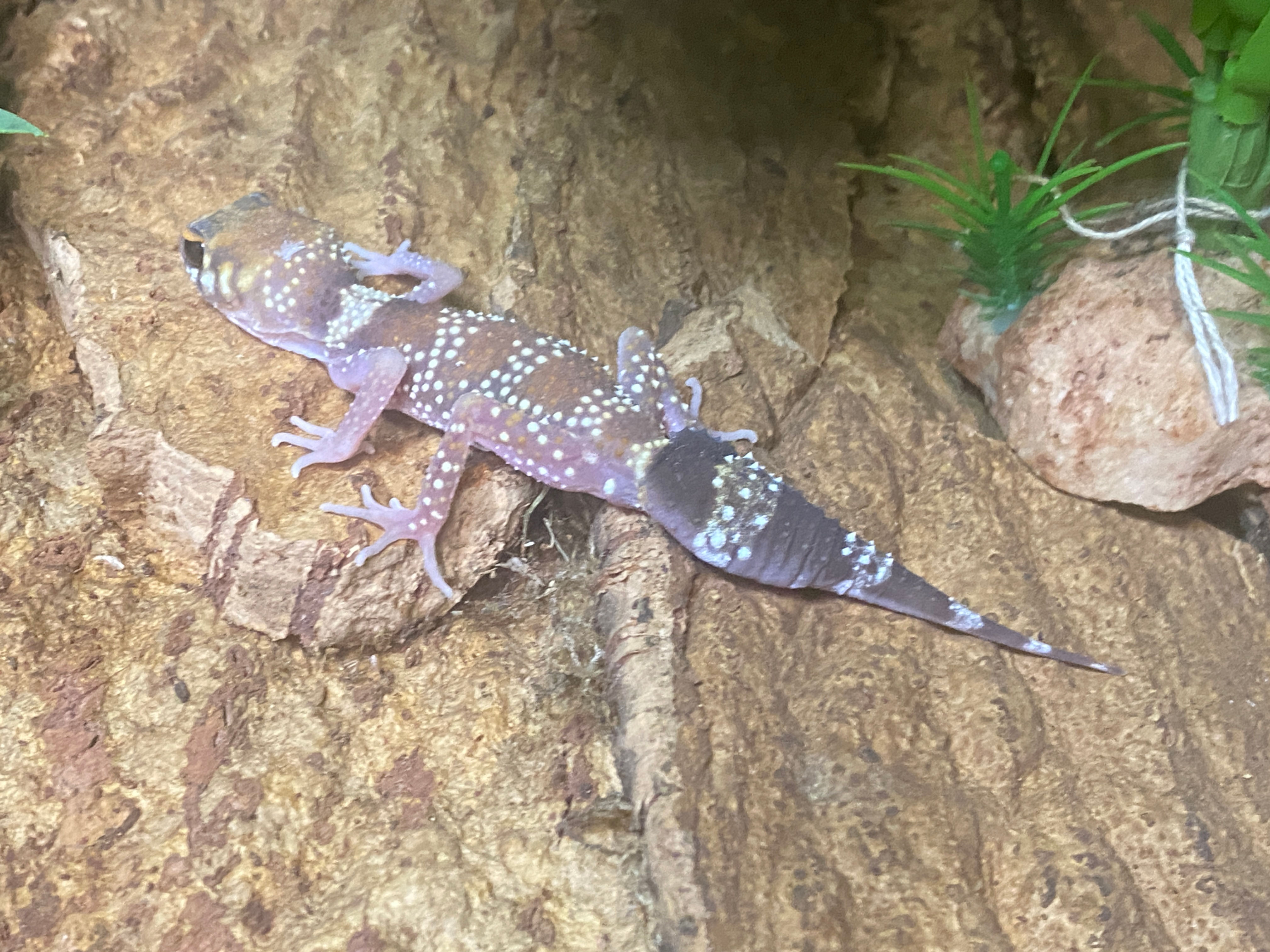 Barking Gecko