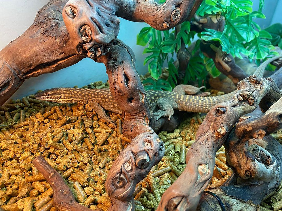 Thumbnail: Adult Dwarf Spiny Tailed Monitors (Free Shipping over £750)