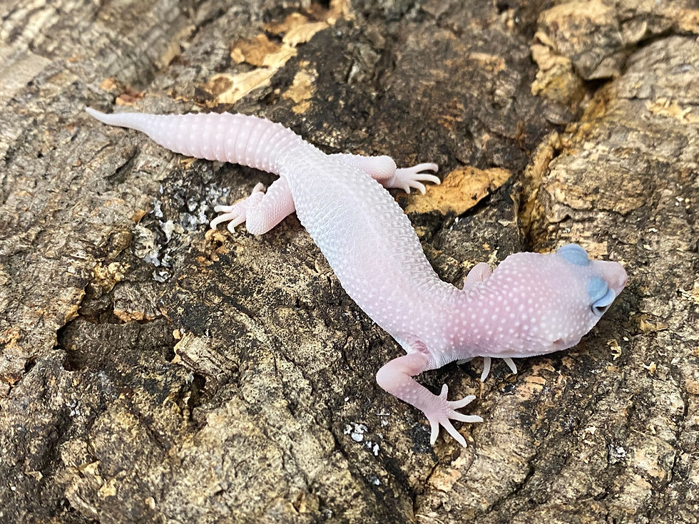 Thumbnail: Super Snow Tremper Patternless Leopard Gecko