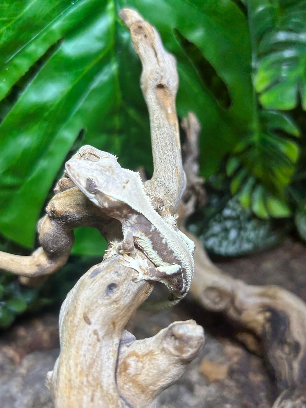 Thumbnail: Lilly White Crested Gecko
