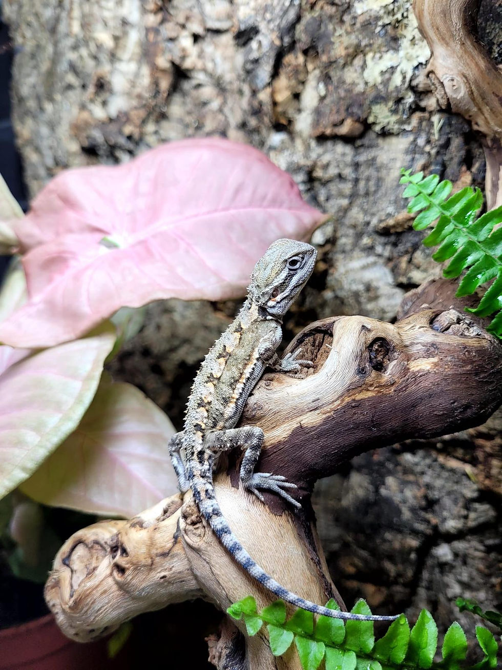 Thumbnail: Rankins Dragon