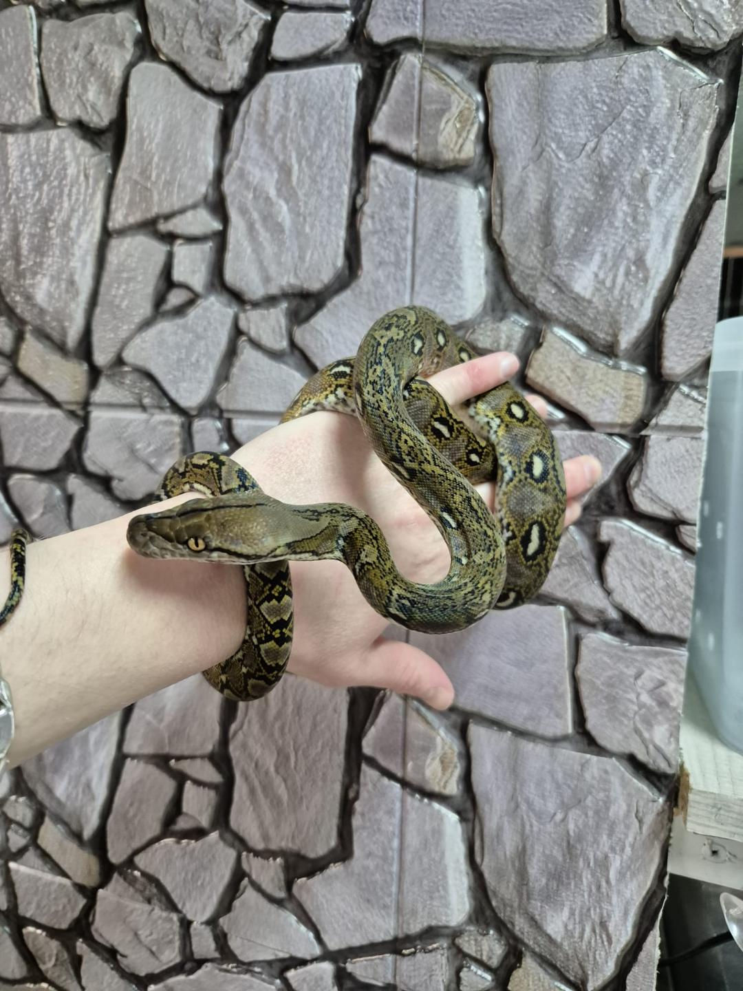 Superdwarf het Anery Reticulated Python