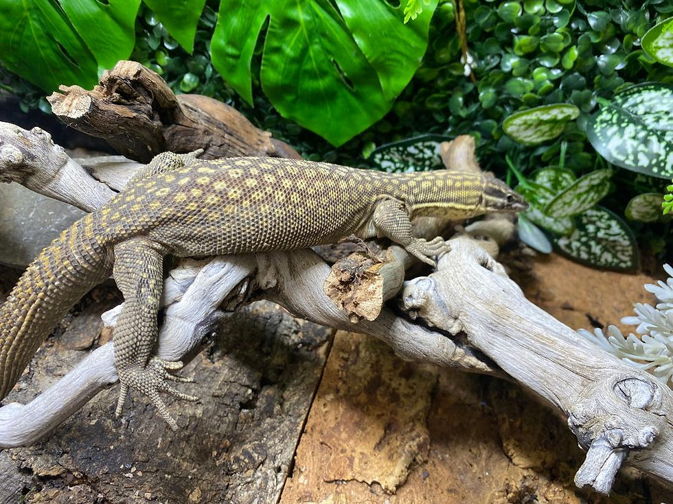 Thumbnail: Adult Dwarf Spiny Tailed Monitors (Free Shipping over £750)
