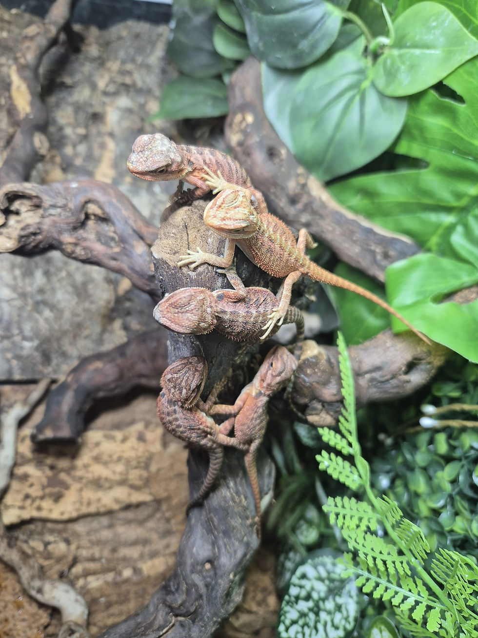 Thumbnail: Hypo Translucent Red Monster Bearded Dragons