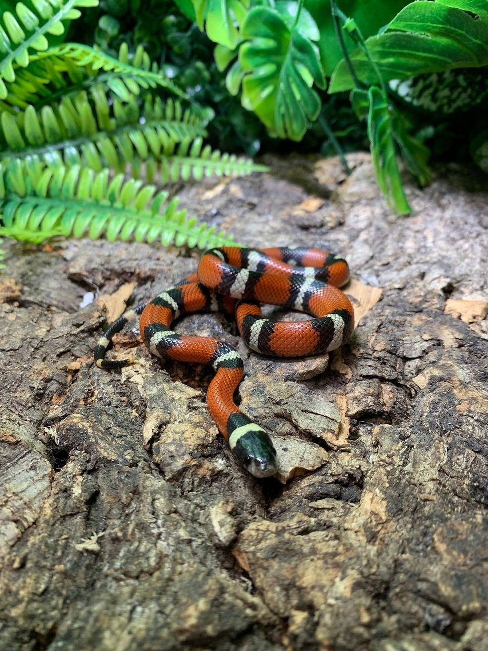 Thumbnail: Sinaloan Milk Snake