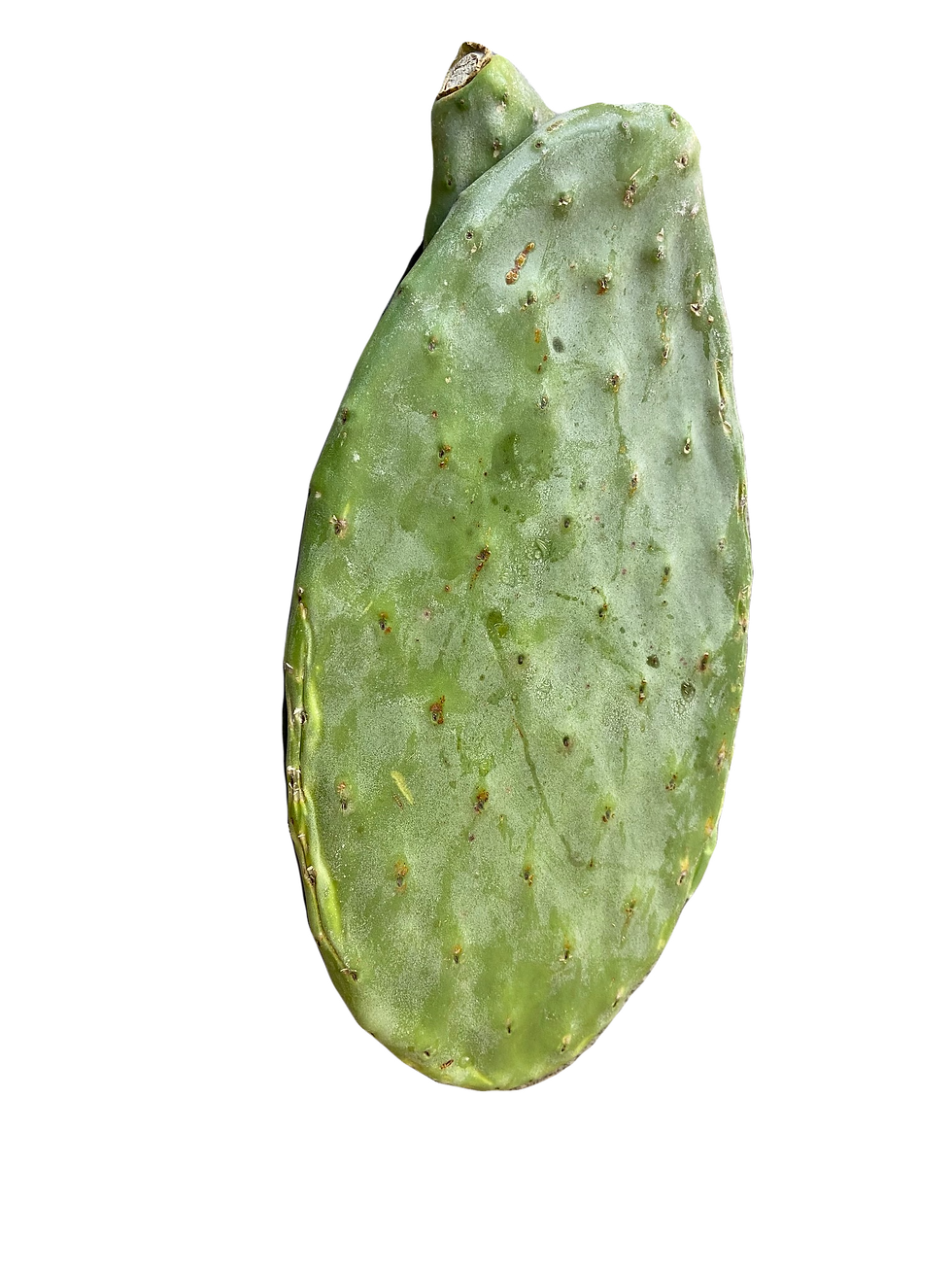 Prickly Pear Cactus/Opuntia Pre-sliced Segment