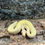 Thumbnail: Albino Pin Stripe Royal Python