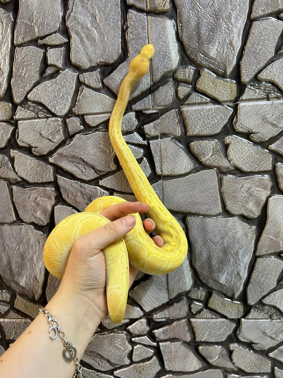 Thumbnail: Banana Cypress Pin Royal Python