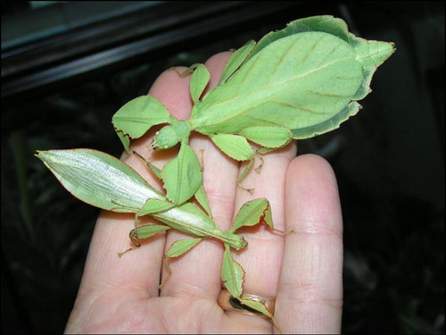 Tataba Leaf Insect | Birmingham Reptiles