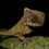 Thumbnail: Female Hernandez Helmeted Iguana