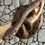 Thumbnail: Adult Brazilian Rainbow Boa