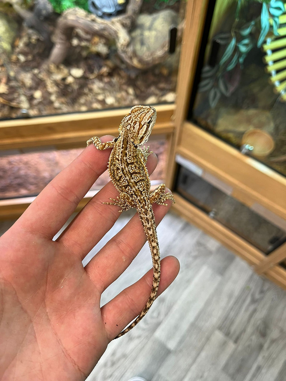 Thumbnail: Dunner Bearded Dragons