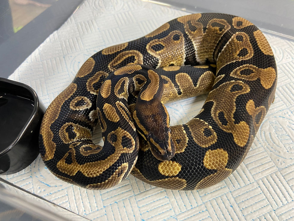 Thumbnail: Normal Royal Python