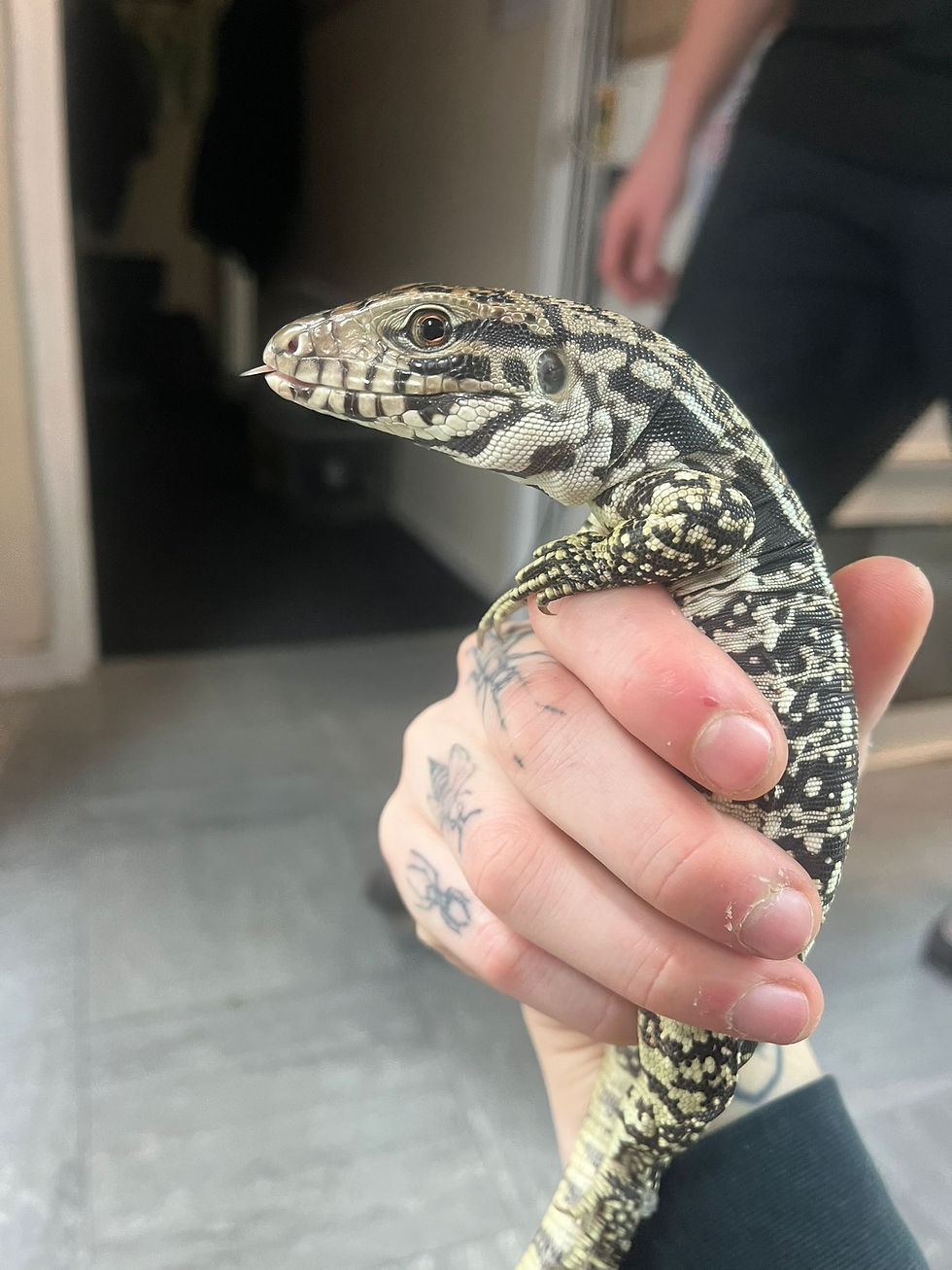 Thumbnail: Black and White x Red Tegu (Fee Shipping overe £750)