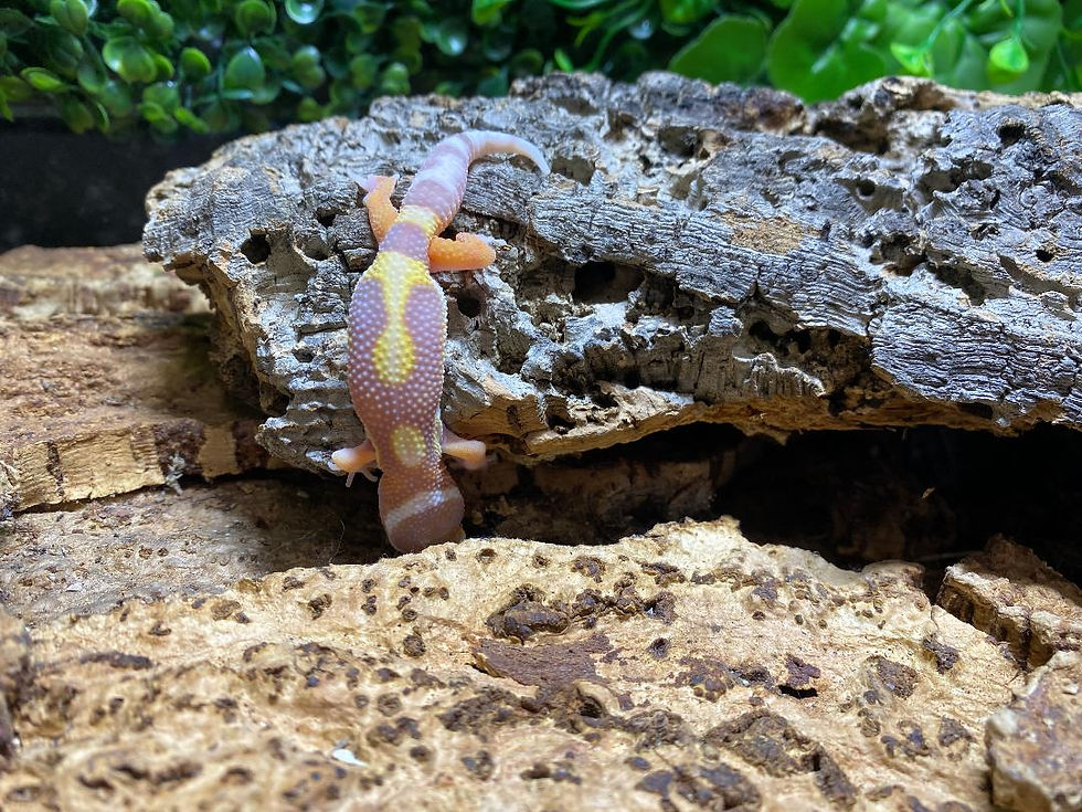 Thumbnail: Jungle Rainwater Albino Leopard Gecko