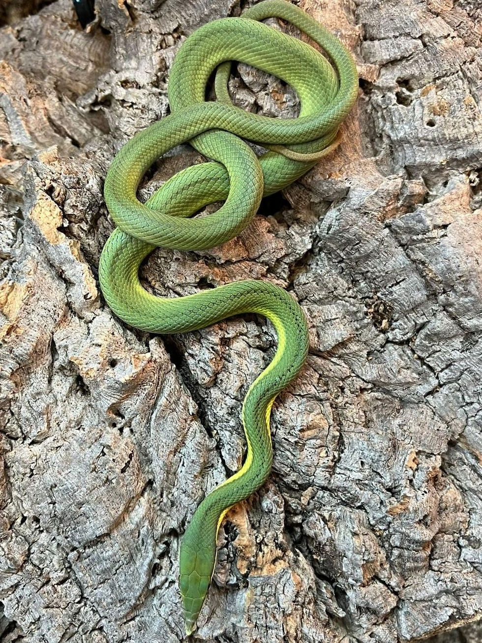 Thumbnail: Barons Green Racer