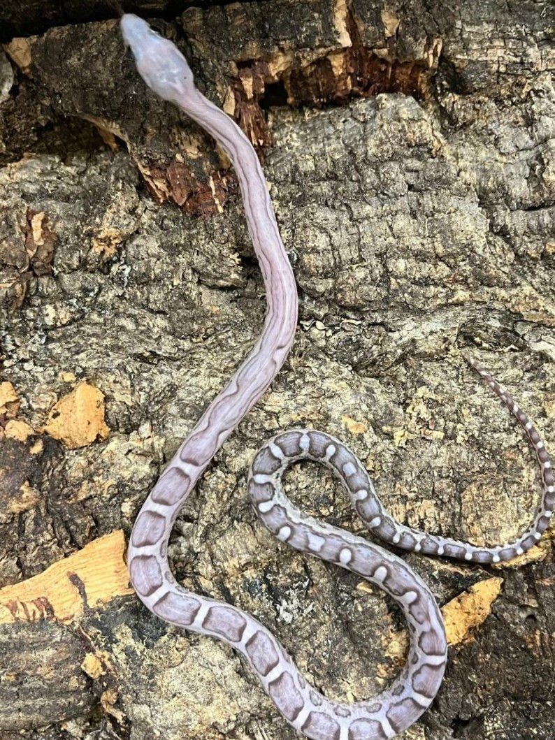 Thumbnail: Anery Scaleless  Corn Snake