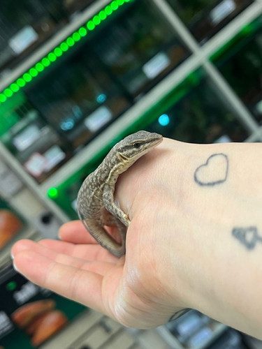Dwarf Spiny Tailed Monitor Birmingham Reptiles
