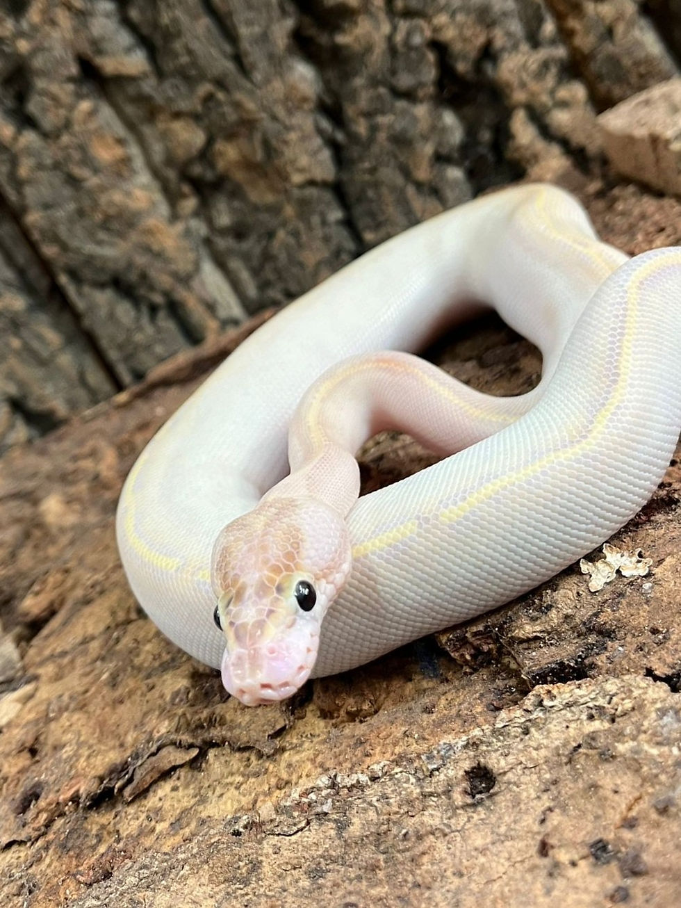 Thumbnail: Ivory Royal Python