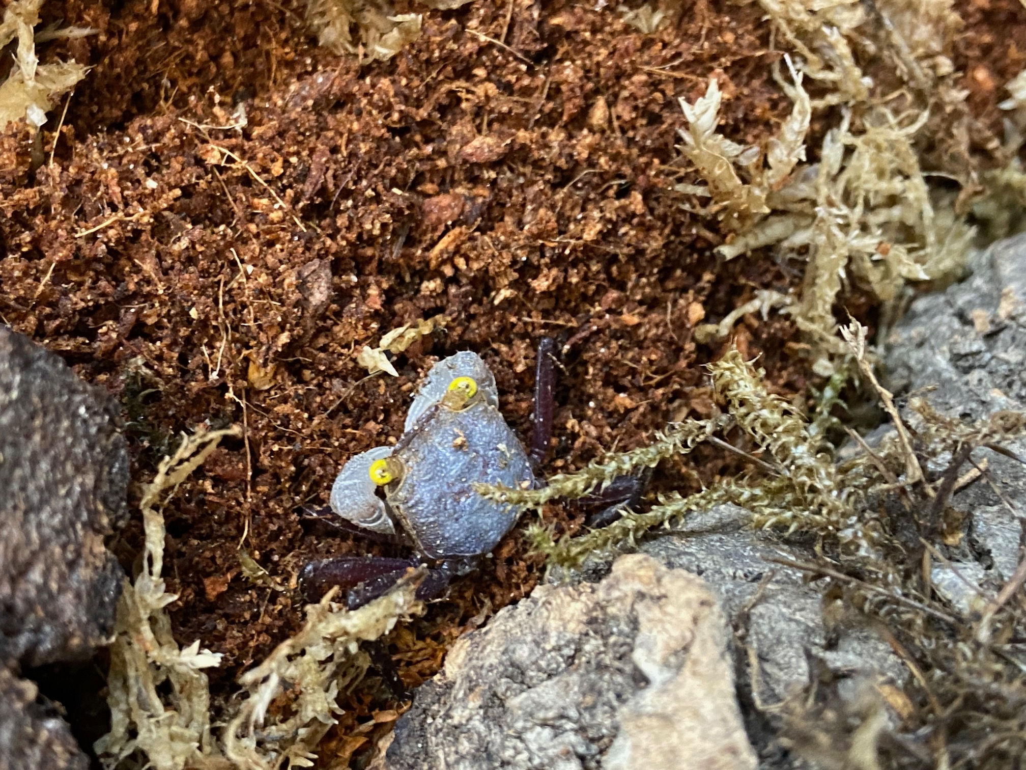 Graphite Vampire Crab