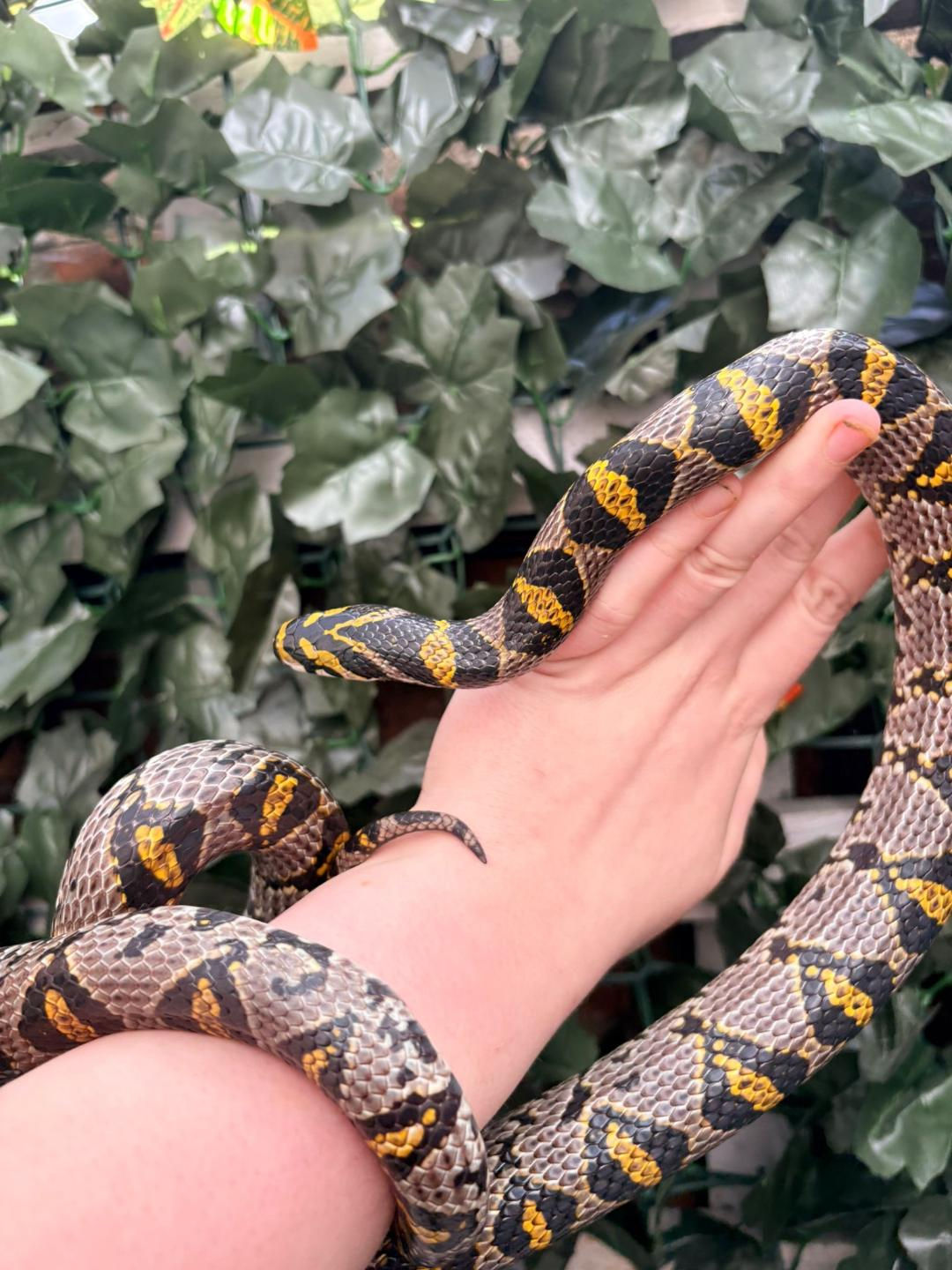 Male Proven Mandarin Rat Snake (Free Shipping over £750)