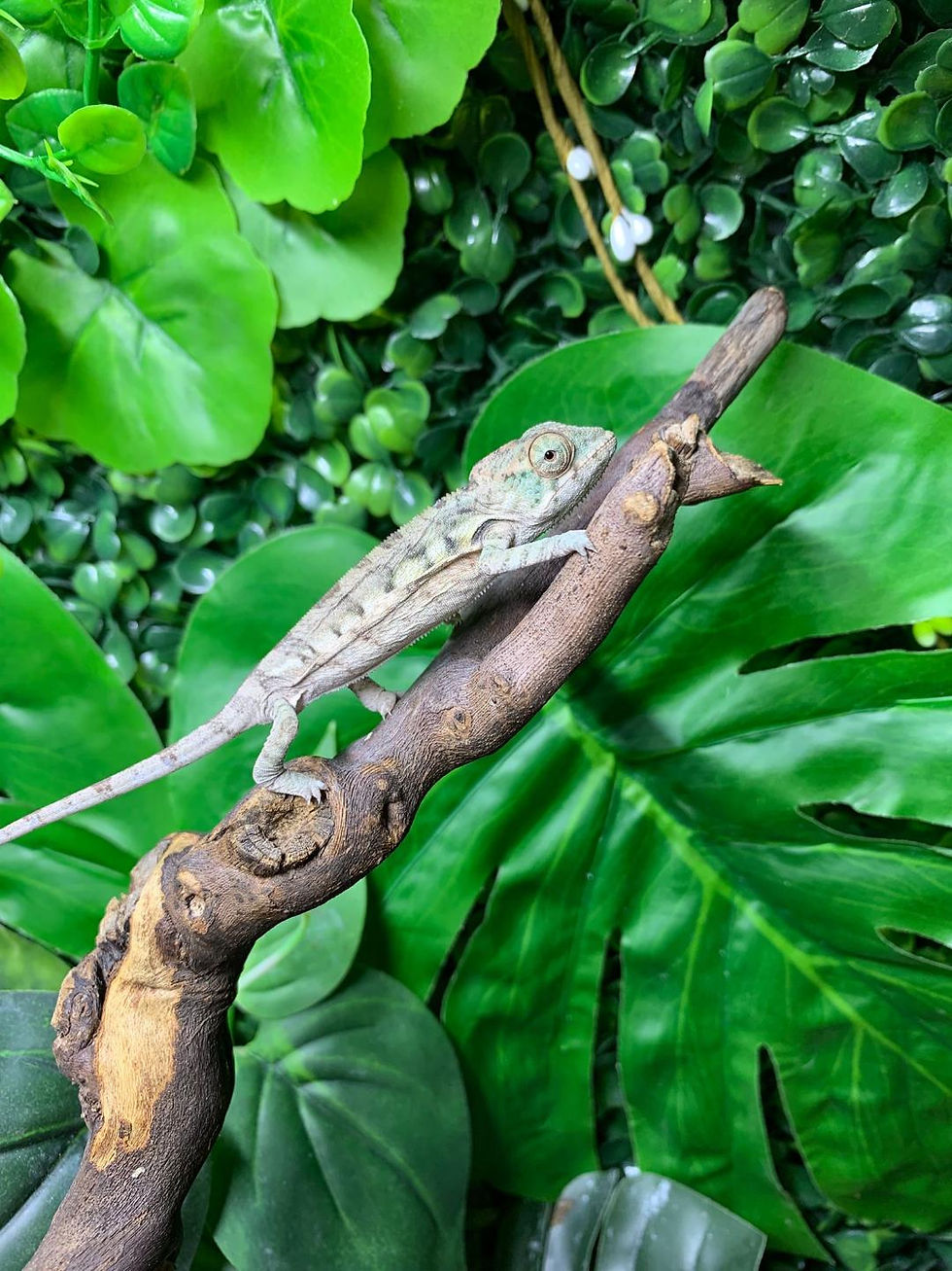 Thumbnail: Red Bar Ambilobe Female Panther Chameleon