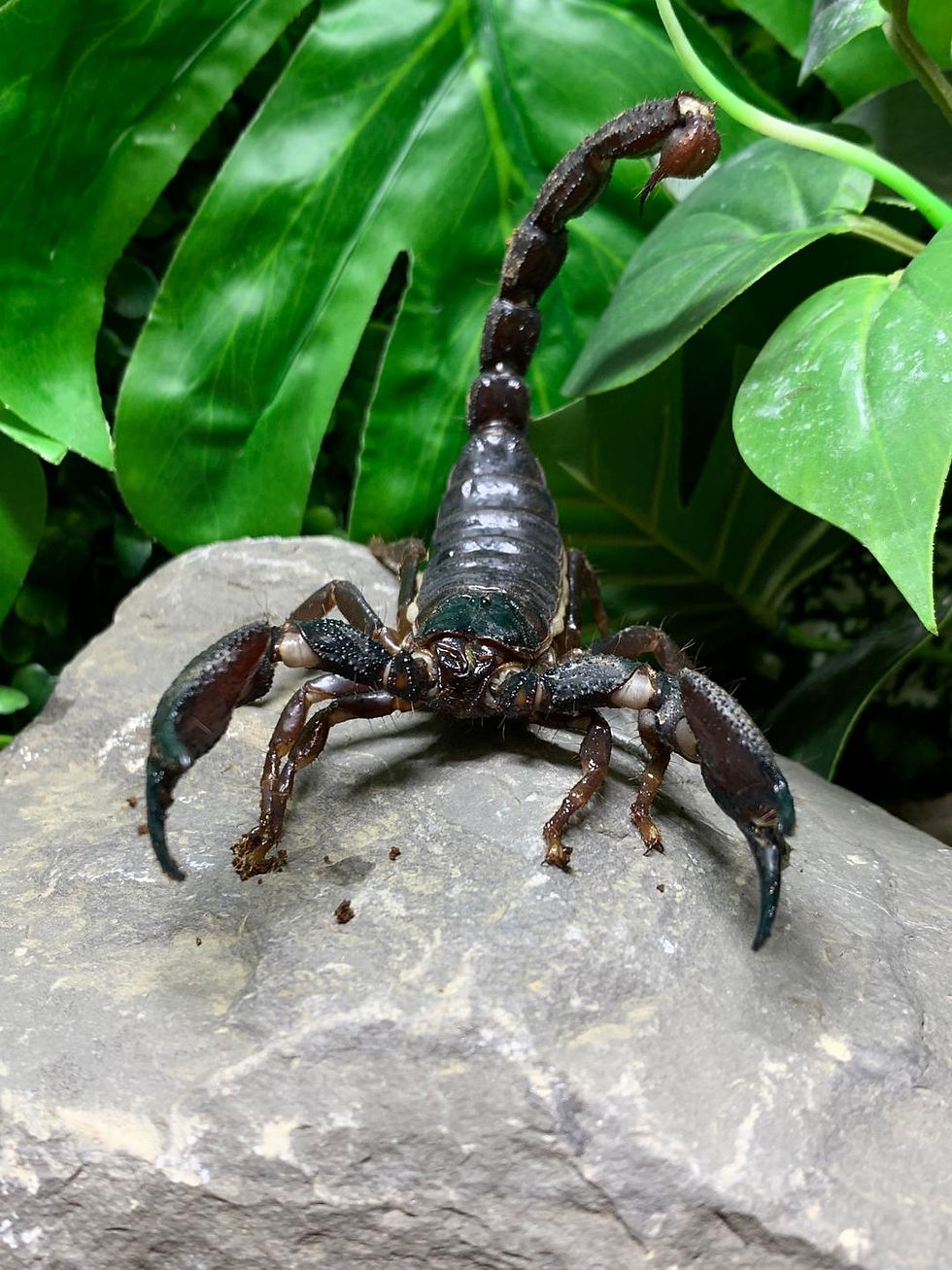 Thumbnail: Yellow Legged Scorpion (Srilankametrus gravimanus)