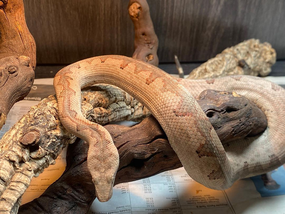 Thumbnail: Solomon Island Ground Boa