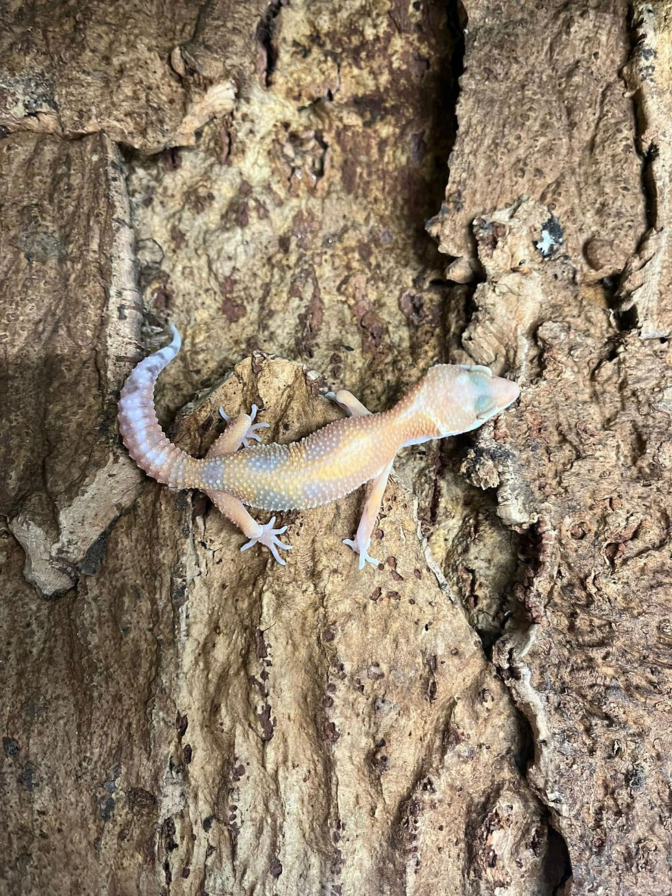 Thumbnail: Hypo Leopard Gecko