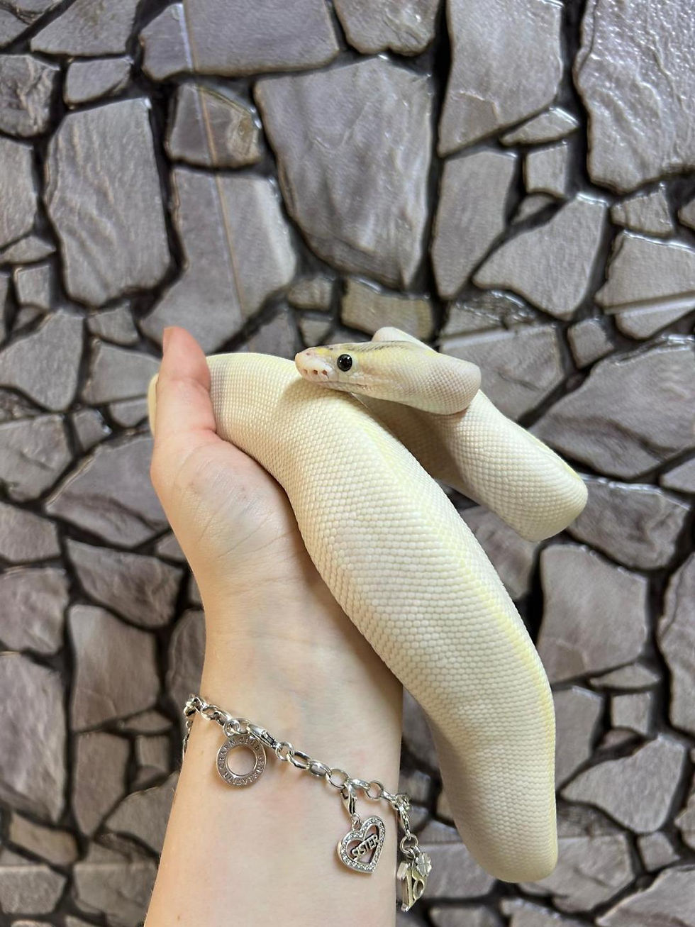 Thumbnail: OD Ivory poss Lavender het Pied Royal Python