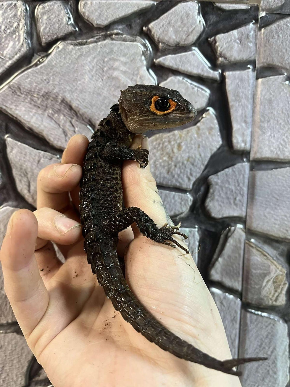 Thumbnail: Female Red Eyed Crocodile Skink (Free Shipping over £750)