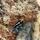 Thumbnail: Powder Blue Dart Frogs
