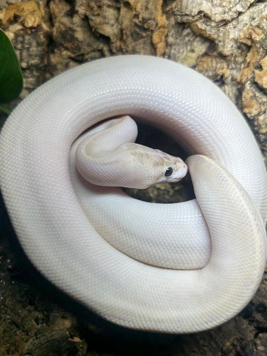 Thumbnail: Ivory Royal Python