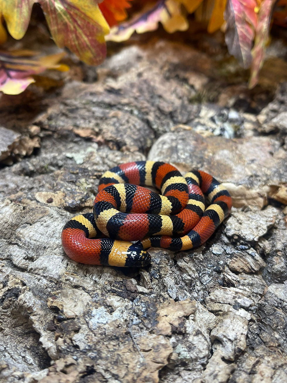 Snakes | Birmingham Reptiles and Pets | England 3/4