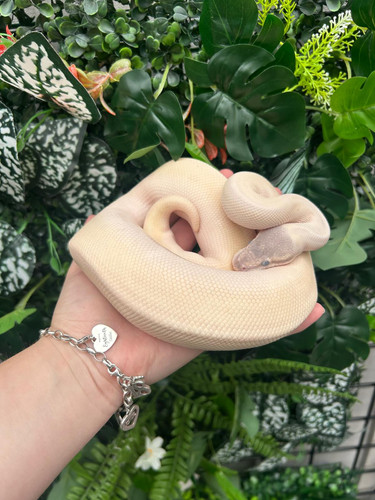 Super Mojave 100% het Albino Royal Python | Birmingham Reptiles