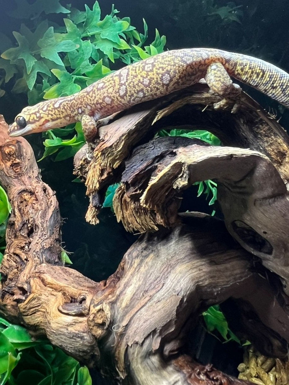 Thumbnail: Spotted Velvet Gecko