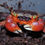 Thumbnail: Red Apple Crab