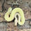Thumbnail: Albino Pin Stripe Royal Python