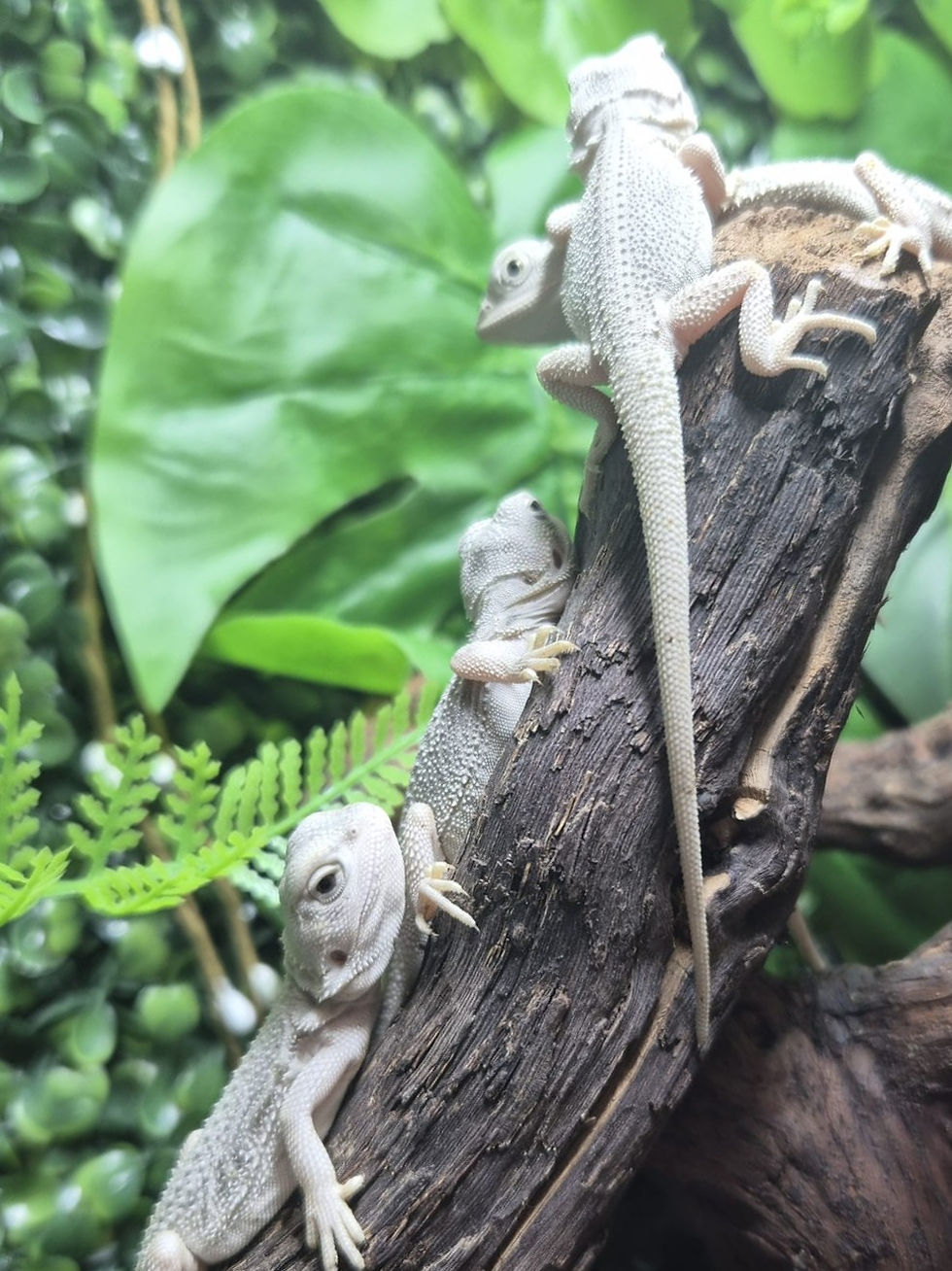 Thumbnail: Hypo Zero  Bearded Dragons