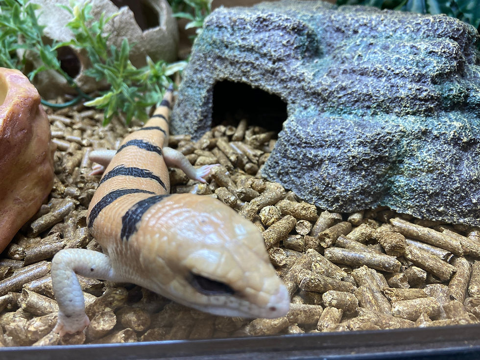 Thumbnail: Peters Banded Skink