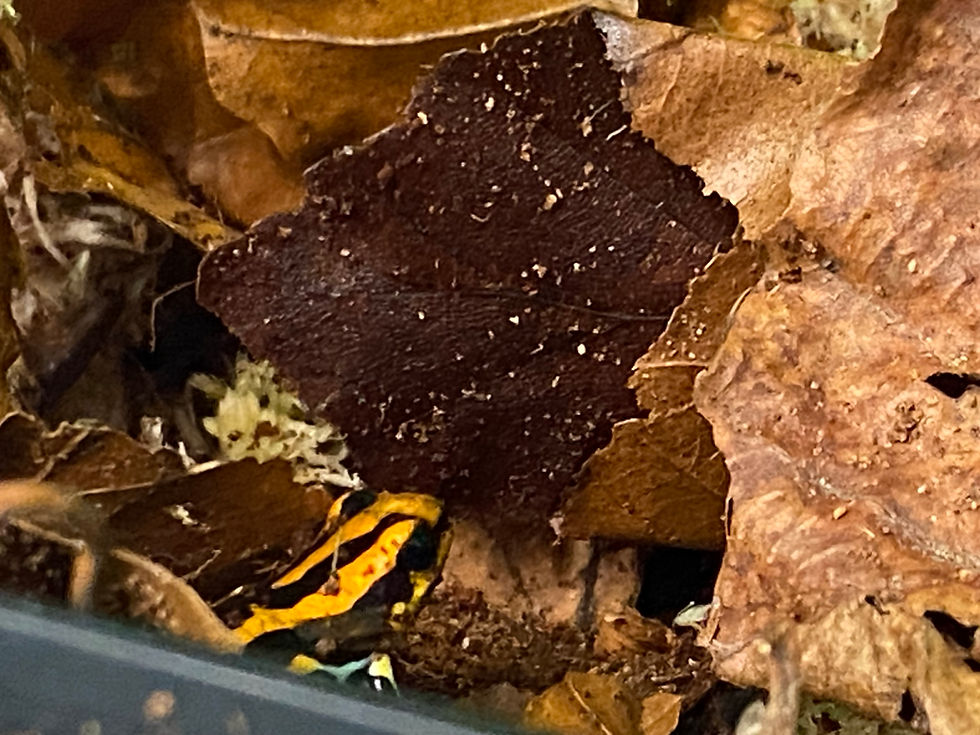 Thumbnail: Amazon Dart Frog