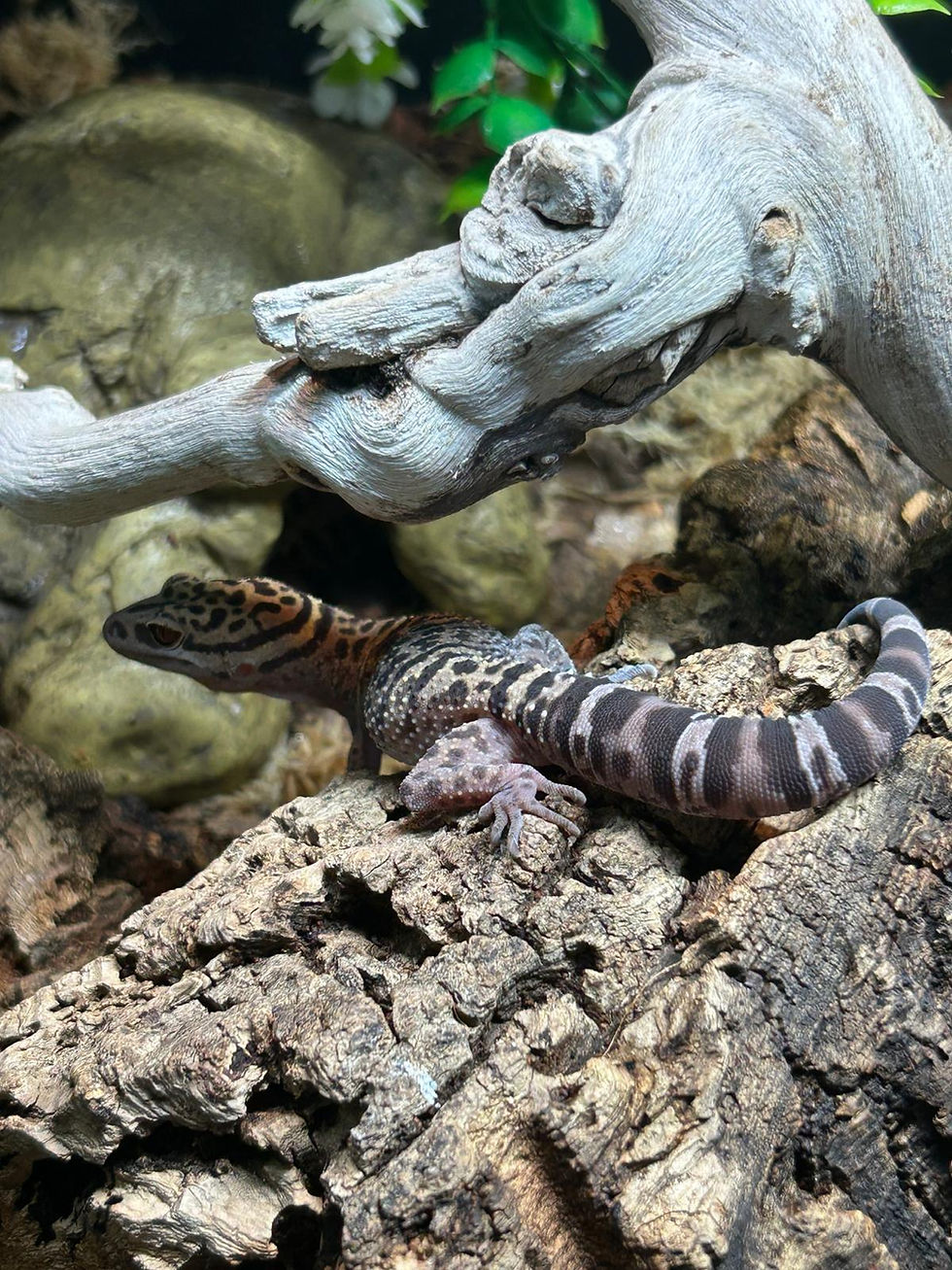 Thumbnail: Bawanglingensis Cave Gecko