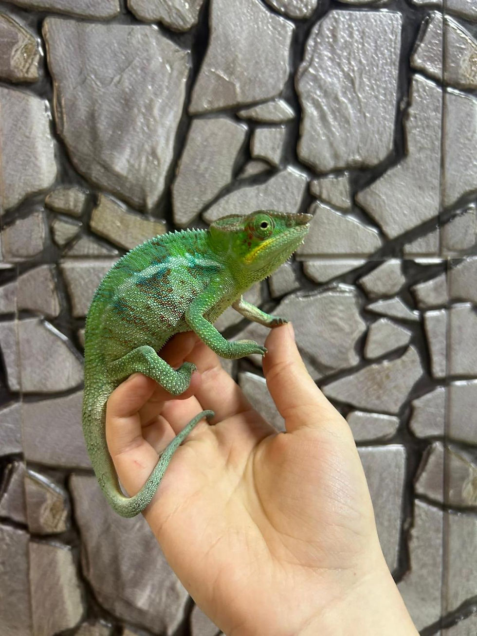 Thumbnail: True Ambanja Panther Chameleon