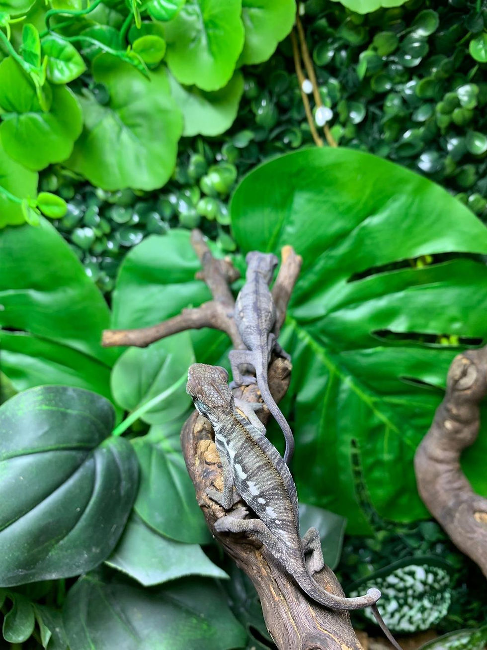 Thumbnail: Red Bar Ambilobe Panther Chameleon (Free Shipping over £750)